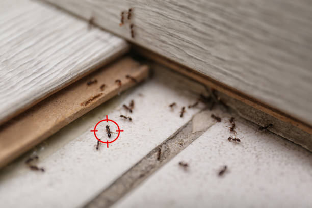 Best Best Pest Control Near Me  in Pebble Creek, FL